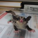 슈가글라이더(Sugar Glider) 초코 이미지