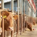 상수축산 이미지