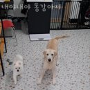 내야내야 똥강아지 이미지