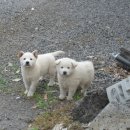 위미1리 이미지