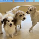 슈퍼해피독 이미지