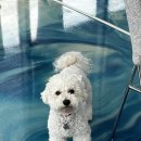 신동태권키즈짐 | 🐕수원 신동카페거리 애견카페 추천｜루프탑까지 완비된 ‘보고싶당개’ 방문기🐾