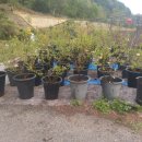 블루베리 판매 가을식재 택배가능 이미지