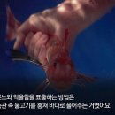 스틸플라워 이미지