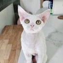 바비돌/픽시윙스캐터리 | 브리딩에서 은퇴한 데본렉스 피치와 스태리의 평생 가족을 찾습니다. [데본렉스 캐터리 픽시윙스]