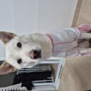 귀가 시간때별 그녀의 반응. (Fact 그녀도 생각을 가진 동물이다) 이미지