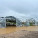 이천시농업기술센터, 집중호우에 따른 농작물 사후관리 철저 당부 이미지