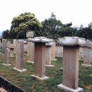 산양일주도로가로수 이미지