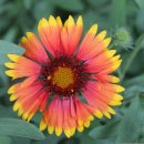 진짜배기 이미지