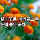 메쉬 메리골드 꽃말 프렌치 메리골드 차이는? 이미지