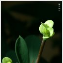꽃기린 Daum카페