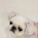 멍그니엘 애견호텔 서울강동점 이미지
