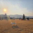 애견천국 | 🐾🎄 2,000평 규모의 강아지 천국! 부산애견운동장 '하이멍' 방문 후기