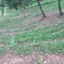 산약초 생활건강 이미지