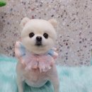 니니 애견 미용실 이미지