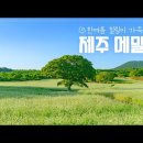 [거인의 정원] EP.2 이 시기에 꼭 가야 할 제주 메밀 명소! - 조천읍 와흘리 메밀마을 이미지