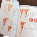 보태니컬 아트 초급 이미지