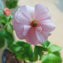 (주)라넌