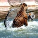 동북민박 이미지