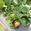 원덕농장 이미지