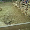 성우목장 이미지