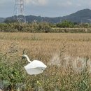 백로 보라고 농로로 운전하는 남편 이미지