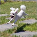 완산-148 | 전주강아지분양 미니퍼피 가정견사 전주직영점 방문후기