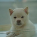 도로시펫강아지고양이
