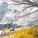 주차43 | 안양천 벚꽃 명소 다목적광장 무료 주차 꿀팁, 라이카 Q3 43 촬영 후기