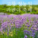 고창 청농원 라벤더축제 완전 정복 / 완벽 가이드: 2만 평 보랏빛 물결 · 한옥 스테이 · 반려견 동반...