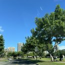 이레카정비센타 | 7박 9일)4일차 | KONA코나커피, 72번 국도 드라이브, The Hibachi, 힐튼하와이안빌리지리조트, 이레분식