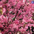 복사꽃 이미지