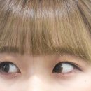 브라운블라썸 이미지
