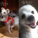 @청원민원부탁해요!ㅠ@ 순천시 임시보호소에서 강아지들을 자연사, 병사로 유도해서 죽이고 있습니다 도와주세요!!!!(사진맴찢ㅠ)-방법댓달아놨어요! 이미지