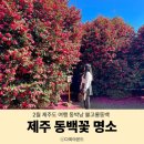 동박낭 | 2월 제주도 여행 동박낭 볼고롱동백 제주 동백꽃 명소 현황