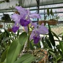 Cattleya warneri FCC/AOS × Cattleya walkeriana var.coerulea 'Edward ' 이미지