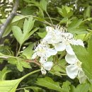 경희한방약국 이미지