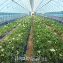 강릉시농업기술센터 이미지