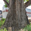 은행나무 펜션 이미지