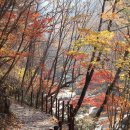 지리산 단풍비 이미지