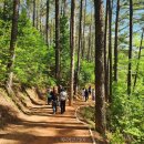 둥지휴양림 이미지