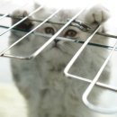 개똥이와냐옹이 이미지