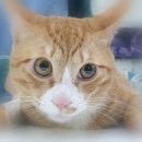 태산동물병원 이미지