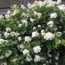 뻐꾸기 노래연습장 이미지