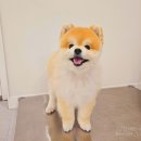 멍블리스 이미지