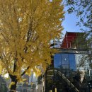 조례1길 | 순천 나무숨카페 단풍 절정! 애견동반 테라스 후기