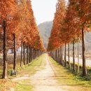 12/3 예산 수덕사,덕산 메타세쿼이아 일정 이미지