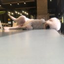 성남애견 이미지