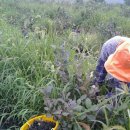 도선농장 이미지