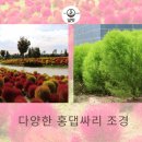 선명조경관리 이미지